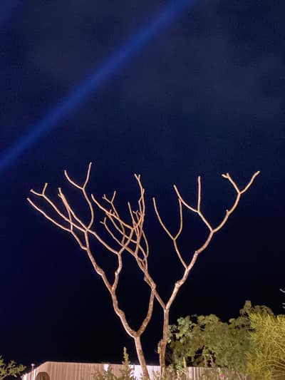A bare tree with intricate branching patterns stands illuminated against a deep blue night sky, with green foliage and residential structures visible in the foreground.