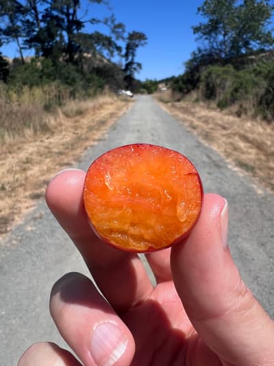 A hand holds a halved cherry tomato showing its juicy interior while standing on a rural paved road surrounded by dry grassland and trees under a clear blue sky.