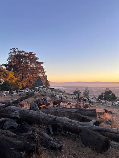 A flock of sheep grazes on a hillside dotted with fallen logs and autumn trees during golden hour, with distant mountains visible under a clear gradient sky.
