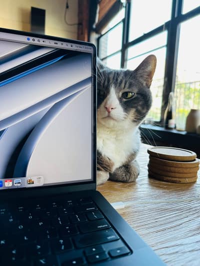 A gray and white tabby cat sits on a wooden desk next to an open laptop computer, with wooden coasters and large windows visible in the background.