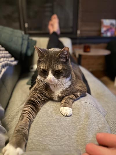 A gray and white tabby cat sits regally on a beige couch in a cozy living room, with a person relaxing in the blurred background and a coffee table visible nearby.