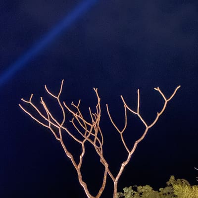 A bare tree with intricate branching patterns stands illuminated against a