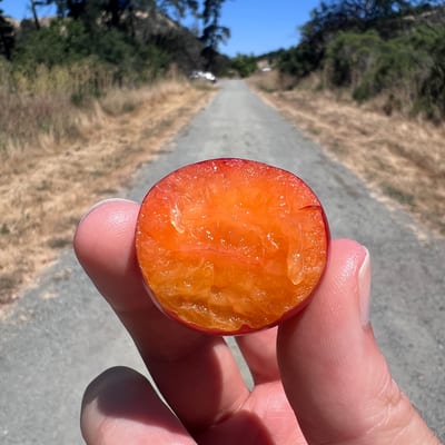 A hand holds a halved cherry tomato showing its juicy interior while