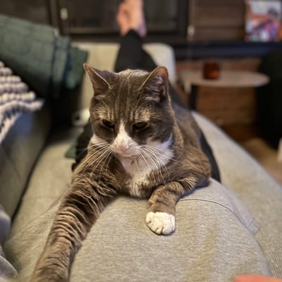 A gray and white tabby cat sits regally on a beige couch in a cozy living
