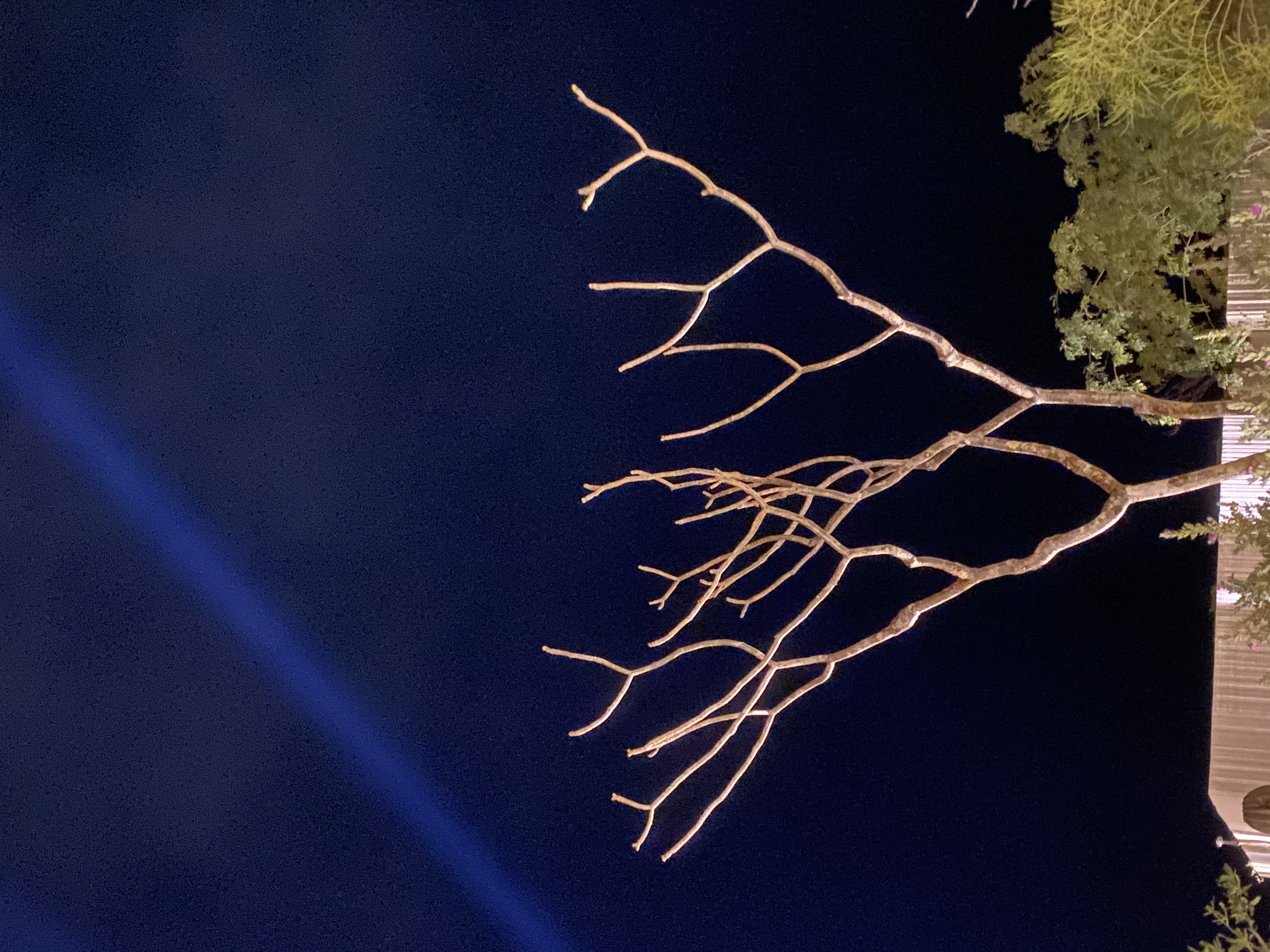 A bare tree with intricate branching patterns stands illuminated against a