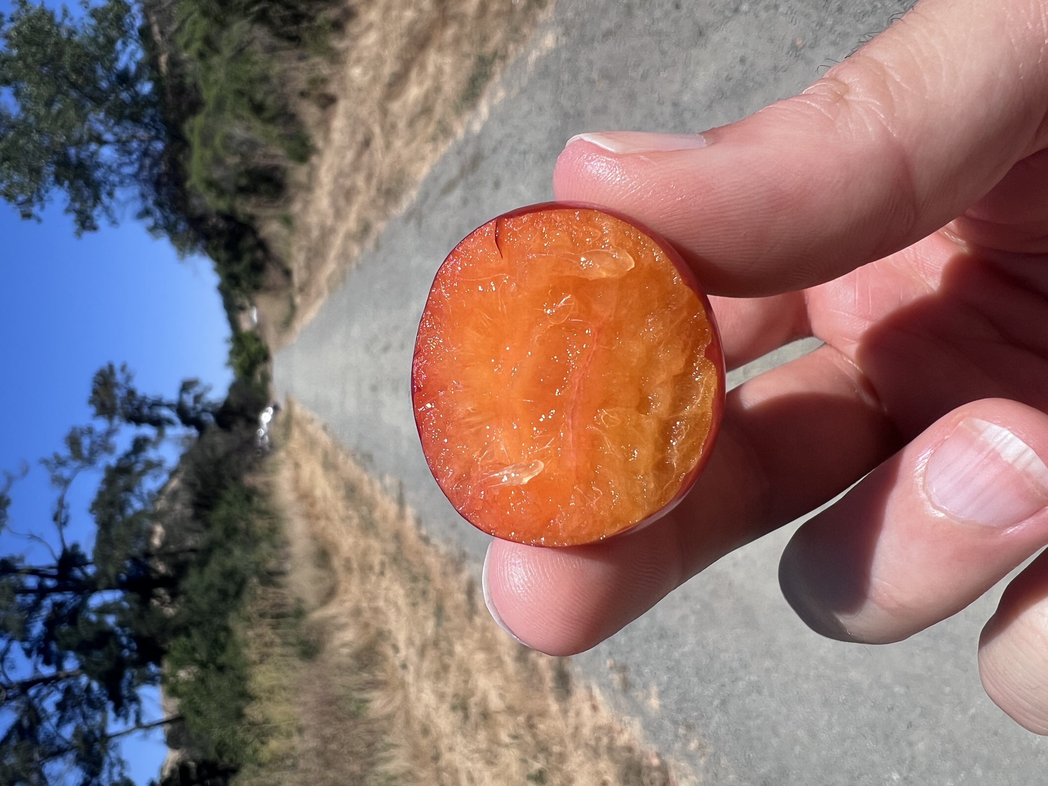 A hand holds a halved cherry tomato showing its juicy interior while