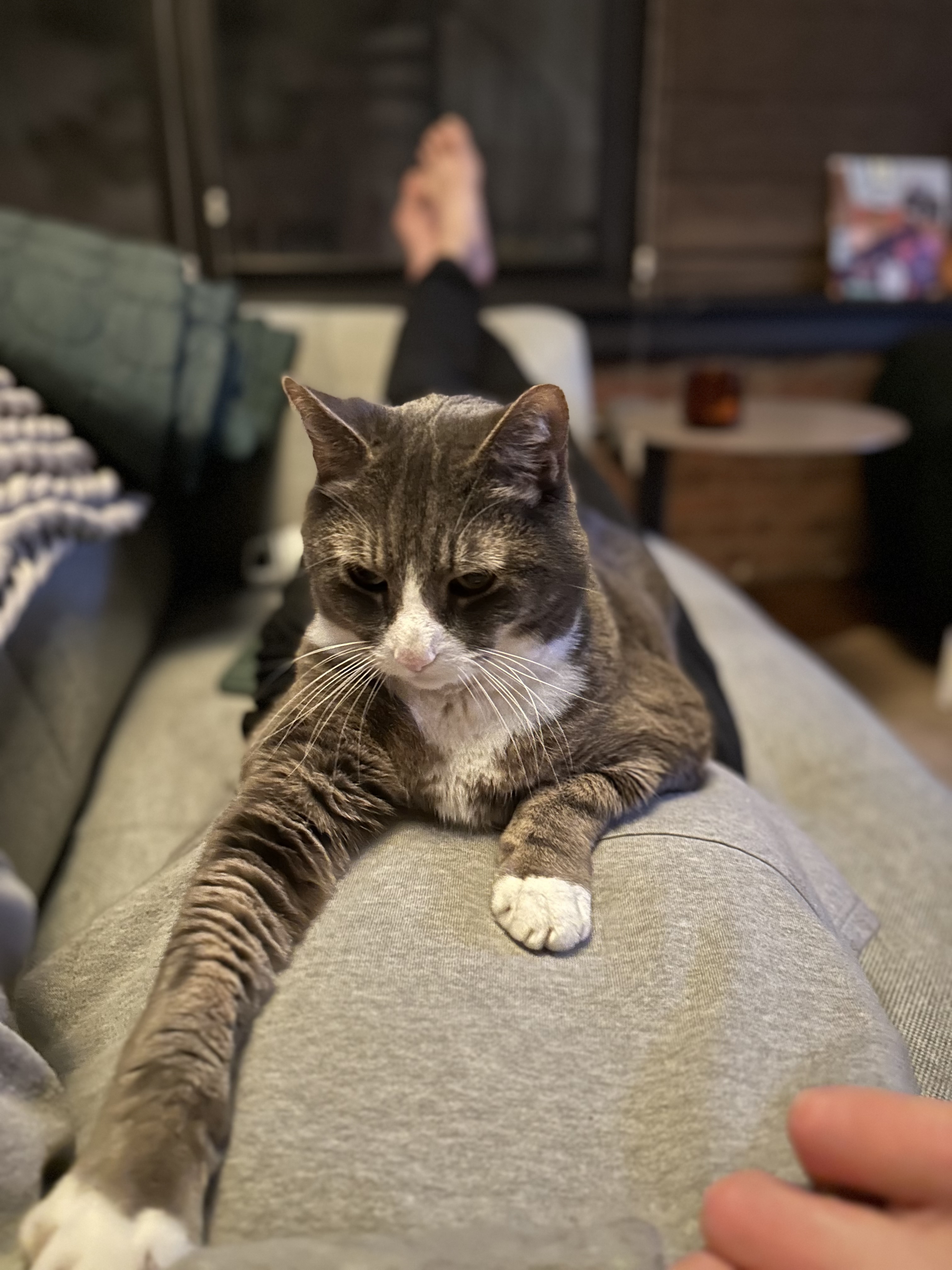 A gray and white tabby cat sits regally on a beige couch in a cozy living